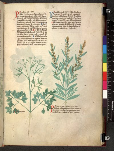 Egerton 747 Tractatus de herbis (Herbal) c.1280-1310 (tinta y color sobre vitela) de School Italian