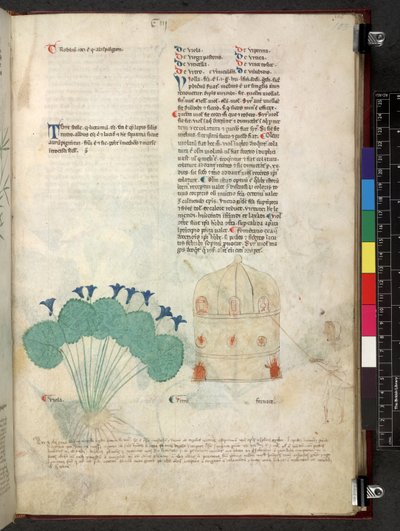 Egerton 747 Tractatus de herbis (Herbal) c.1280-1310 (tinta y color sobre vitela) de School Italian