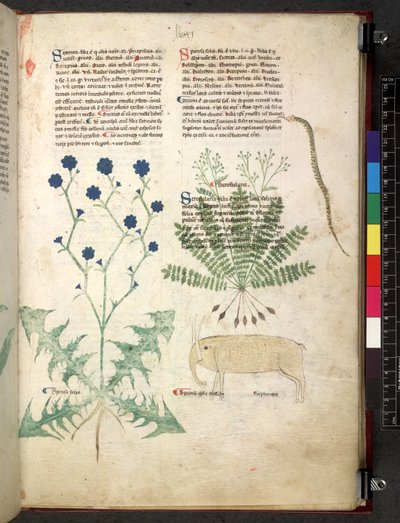 Egerton 747 Tractatus de herbis (Herbal) c.1280-1310 (tinta y color sobre vitela) de School Italian