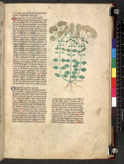 Egerton 747 Tractatus de herbis (Herbal) c.1280-1310 (tinta y color sobre vitela) de School Italian