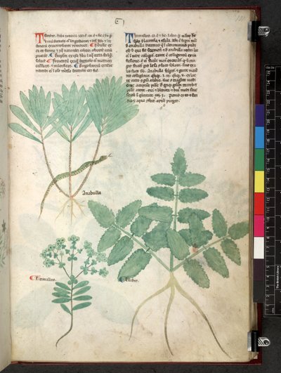 Egerton 747 Tractatus de herbis (Herbal) c.1280-1310 (tinta y color sobre vitela) de School Italian
