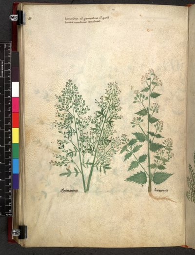 Egerton 747 Tractatus de herbis (Herbal) c.1280-1310 (tinta y color sobre vitela) de School Italian