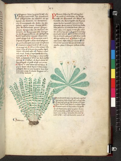 Egerton 747 Tractatus de herbis (Herbal) c.1280-1310 (tinta y color sobre vitela) de School Italian