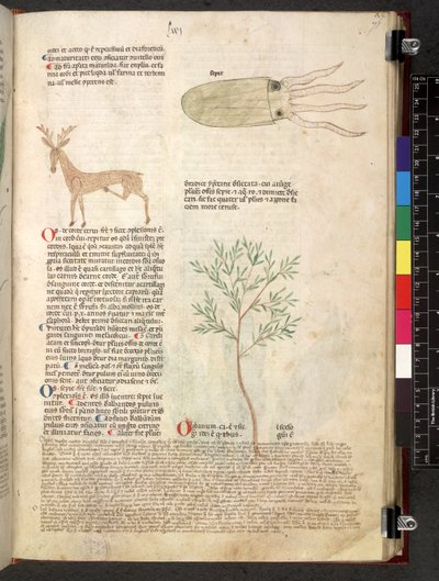 Egerton 747 Tractatus de herbis (Herbal) c.1280-1310 (tinta y color sobre vitela) de School Italian