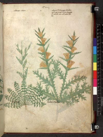 Egerton 747 Tractatus de herbis (Herbal) c.1280-1310 (tinta y color sobre vitela) de School Italian