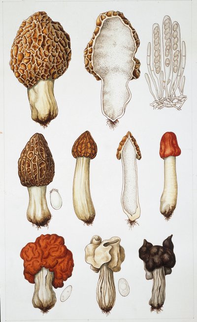 Hongos de School Italian