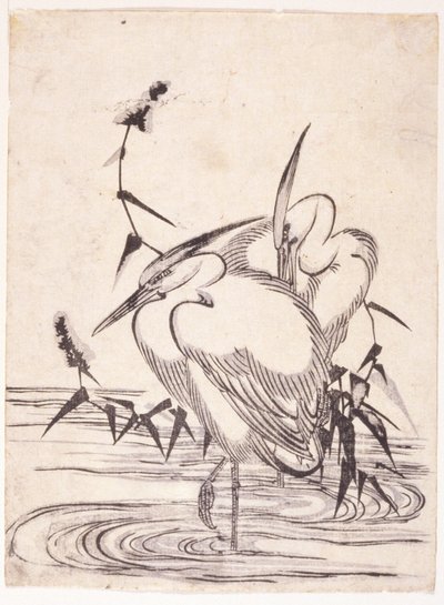 Dos garzas de School Japanese