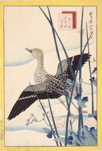 Pato silvestre de School Japanese