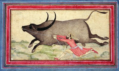 Runaway Buffalo, Johnson Album XIV, no.11, verso, c.1700 (dibujo a color en la hoja del álbum) de School Mughal