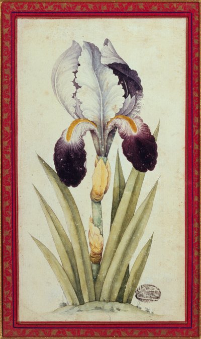 Estudio de un iris de bandera (acuarela sobre papel) de School Qajar
