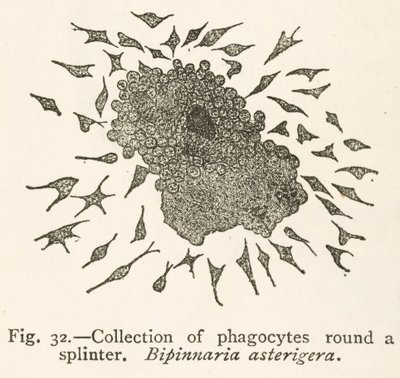 Dibujo de Elie Metchnikoff de células fagocíticas que rodean una partícula extraña de School Russian
