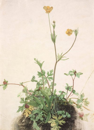 Alemán: Ranúnculo, trébol rojo y llantén Ranúnculo, trébol rojo y llantén de School of Albrecht Dürer