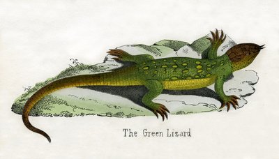 Impresión antigua de un lagarto verde europeo de Scottish School