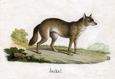 Grabado antiguo de un chacal de Scottish School
