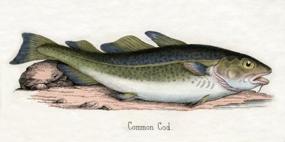 Estampa Antigua de un Bacalao Atlántico de Scottish School