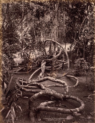 Una enredadera en los jardines de Peradeniya, Ceilán de Scowen and Co.