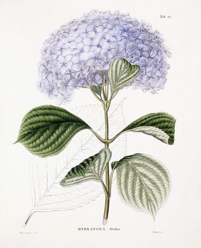 Hortensia Ottaksa, c.1835-70 de Sebastian Minsinger