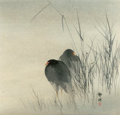 Dos gallinetas de agua de pie en juncos brumosos de Seiko Okuhara