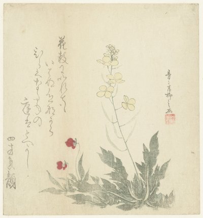 Plantas floreciendo de Seiseikyo Ryûshi