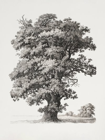 Estudios de árboles: «After Nature» en relación con el dibujo paisajístico de S.h. Petersen
