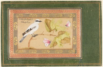 Pájaro blanco y negro posado en un arbusto de Shafi Abbasi