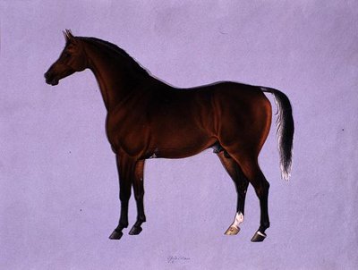 Oppidan, c.1840 de Shaik Muhammad Amir of Karraya