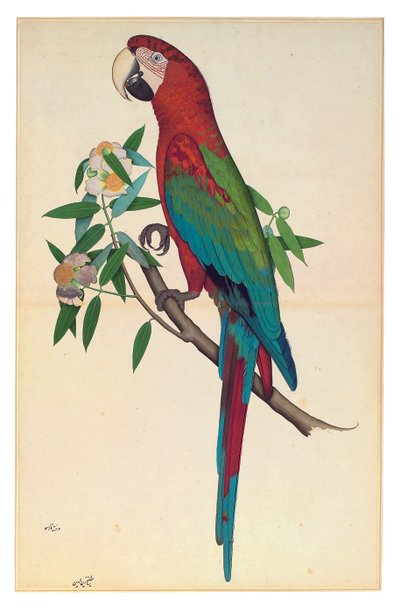 Un guacamayo de alas verdes, c.1780 de Shaikh Zain ud Din (fl.1777 83)