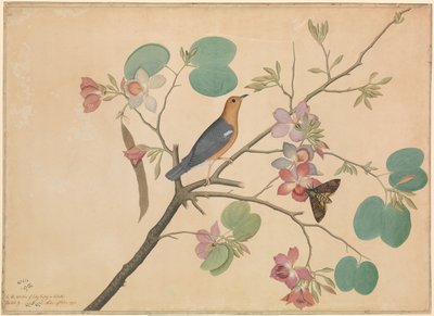 Un zorzal de cabeza naranja y una polilla de la calavera en una rama de orquídea de ébano púrpura de Shaikh Zain ud Din (fl.1777 83)