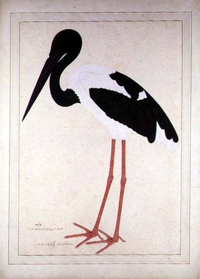 Cigüeña de cuello negro, Xenorhynchus Asiaticus, pintada para Lady Impey en Calcuta de Shaikh Zain ud Din (fl.1777 83)