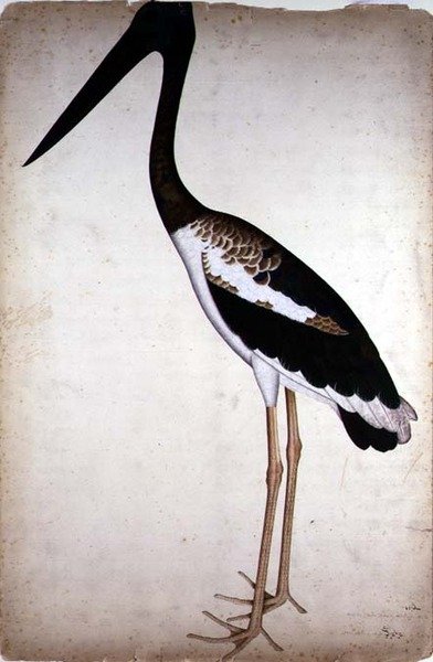 Cigüeña de cuello negro, Xenorhynchus Asiaticus, pintada para Lady Impey en Calcuta, c.1780 de Shaikh Zain ud Din (fl.1777 83)