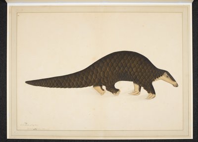 Añade la nieve. O. 4667, Pangolín u oso hormiguero escamoso de Shaikh Zain ud Din (fl.1777 83)