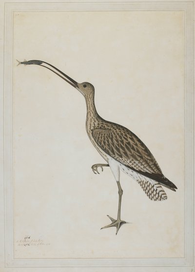Zarapito oriental devorando un gobio de Shaikh Zain ud Din (fl.1777 83)