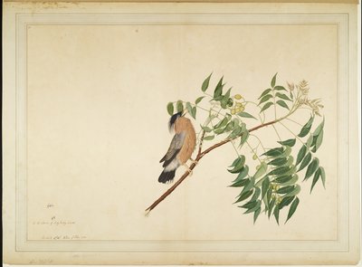 Estornino brahmán en rama de árbol de neem, folio de una serie encargada por Lady Impey, 1780 de Shaikh Zain ud Din