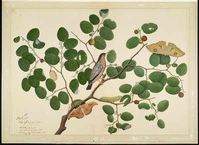 Estornino Brahminy con Dos Polillas Antheraea, Oruga y Capullo en Árbol de Jujube Indio, folio de una Serie Comisionada por Lady Impey, 1777 de Shaikh Zain ud Din