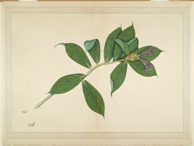 Planta de jengibre crepé, folio de una serie encargada por Lady Impey, c.1780 de Shaikh Zain ud Din