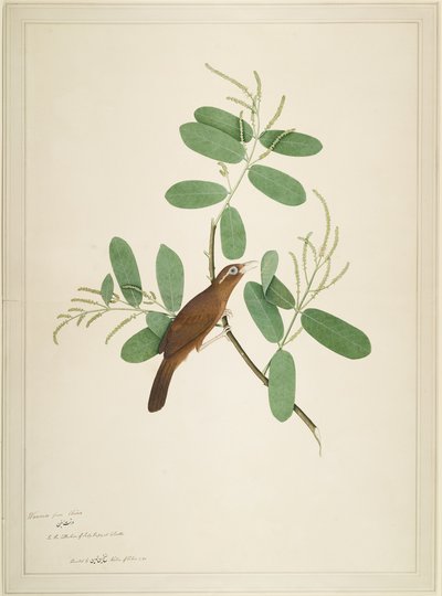 Hwamei en rama de Terminalia, folio de una serie encargada por Lady Impey, 1780 de Shaikh Zain ud Din