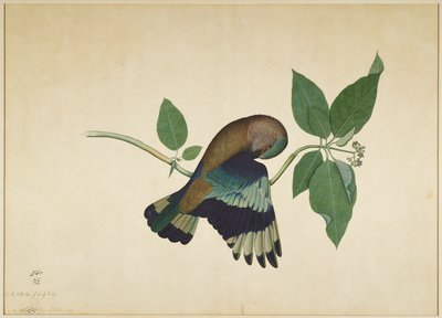 Carraca India en Rama de Sándalo, folio de una Serie Comisionada por Lady Impey, 1779 de Shaikh Zain ud Din