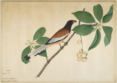 Urraca rufa y oruga en una rama, folio de una serie encargada por Lady Impey, 1777 de Shaikh Zain ud Din