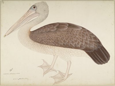 Pelícano de pico manchado, folio de una serie encargada por Lady Impey, c.1780-82 de Shaikh Zain ud Din