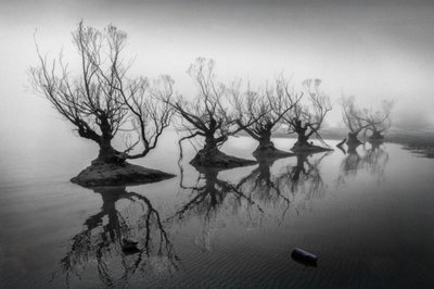 Árboles desnudos entre la niebla de Shanrui Ren
