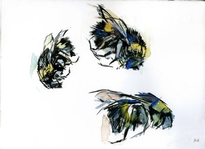 Estudios sobre abejas, 2024 (tinta sobre papel) de Shaun Carey