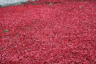 Tierras y mares de rojo barridos por la sangre, Torre de Londres, 2014 de Sheldon Marshall