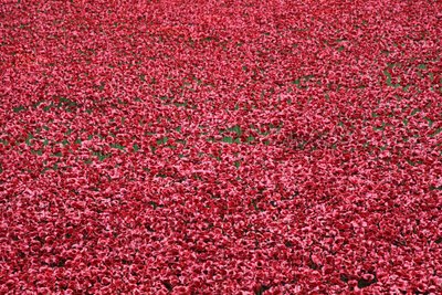 Tierras y mares de sangre barridos por el rojo, Torre de Londres, 2014 de Sheldon Marshall