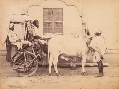 Carro de bueyes, Delhi de Shepherd and Robertson