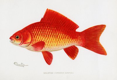 Pez dorado (Carassius Auratus) de Sherman Foote Denton