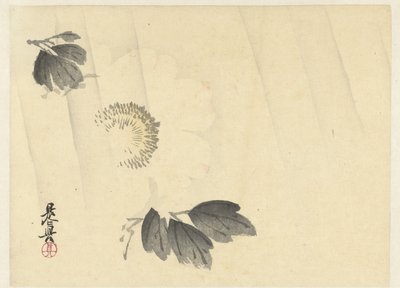 Peonía blanca bajo la lluvia de Shibata Zeshin