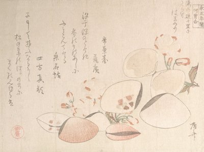 Flores de cerezo y conchas, siglo XIX de Shinsai