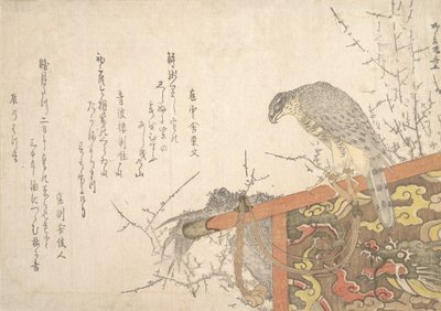 Halcón atado al perchero de Shinsai