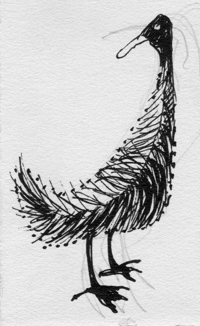 Pájaro de Shirley Markham