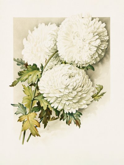 Crisantemos para Nochebuena de Sidney Thomas Callowhill